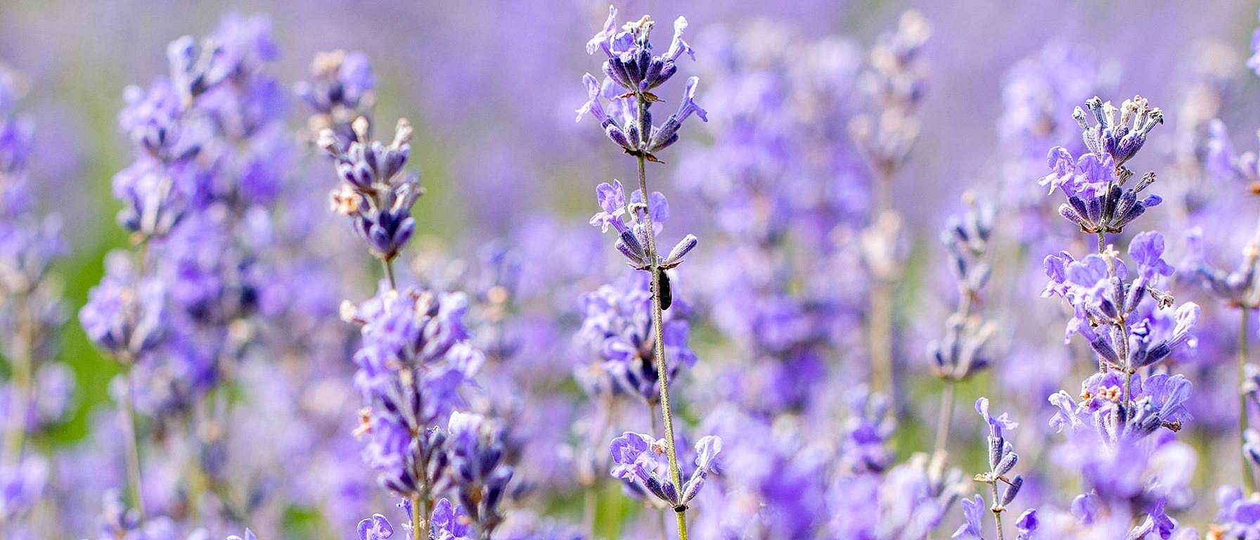 Lavendelblomster