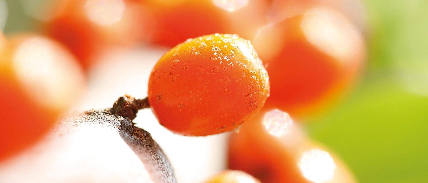 Tindvedplante.