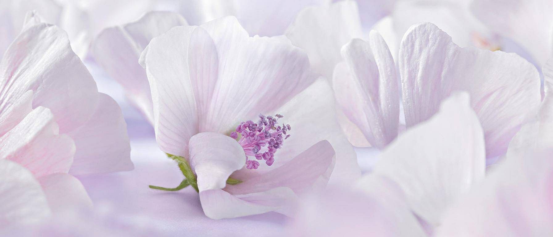 Hvit malva-blomst.