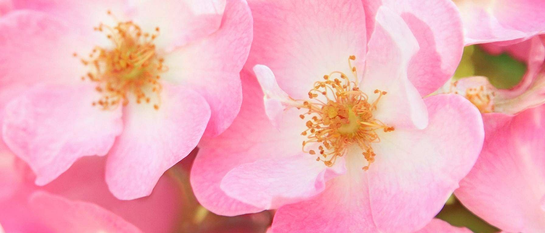 Nyperose-blomst.