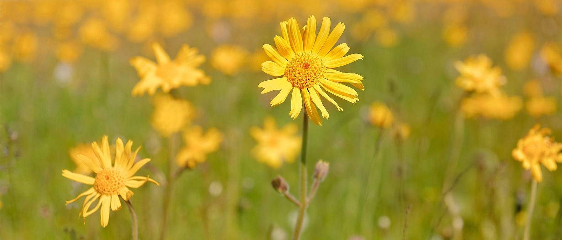 Arnika-blomster.