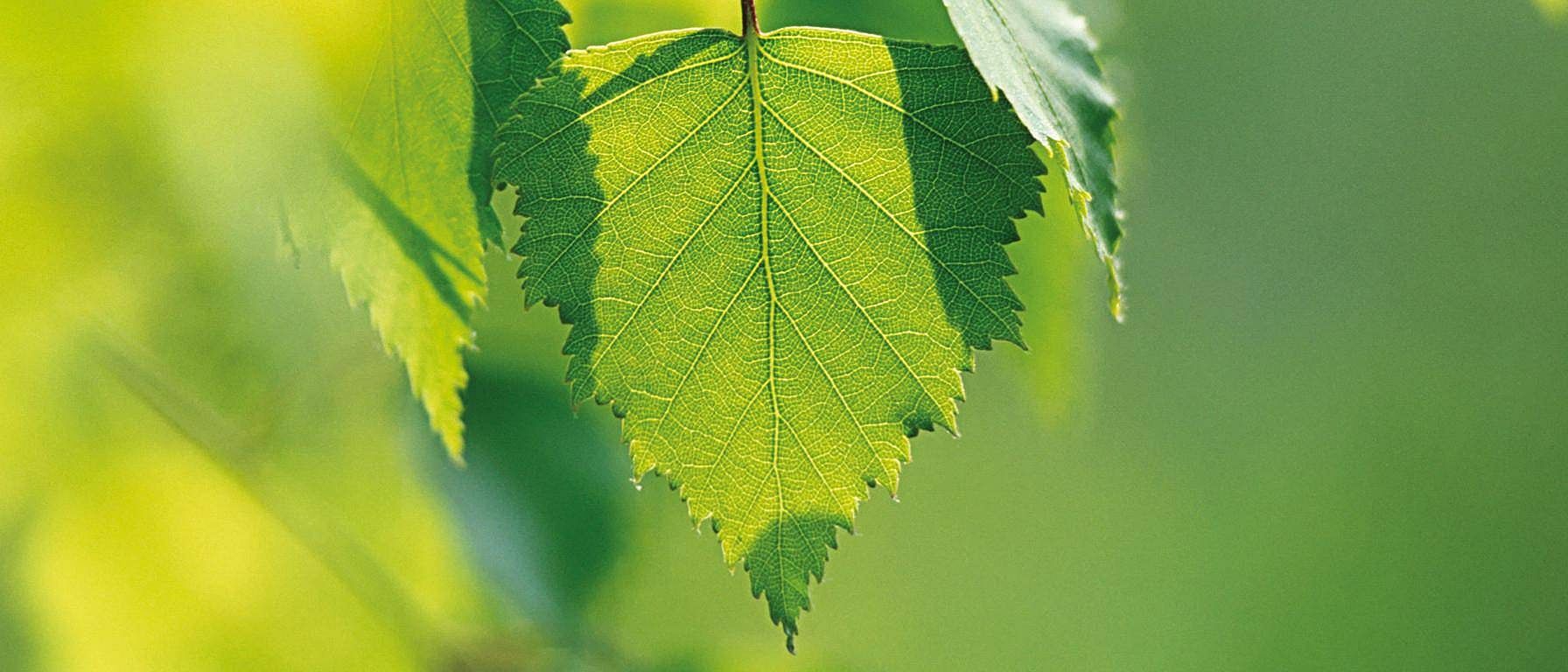 Bjørkeplante.