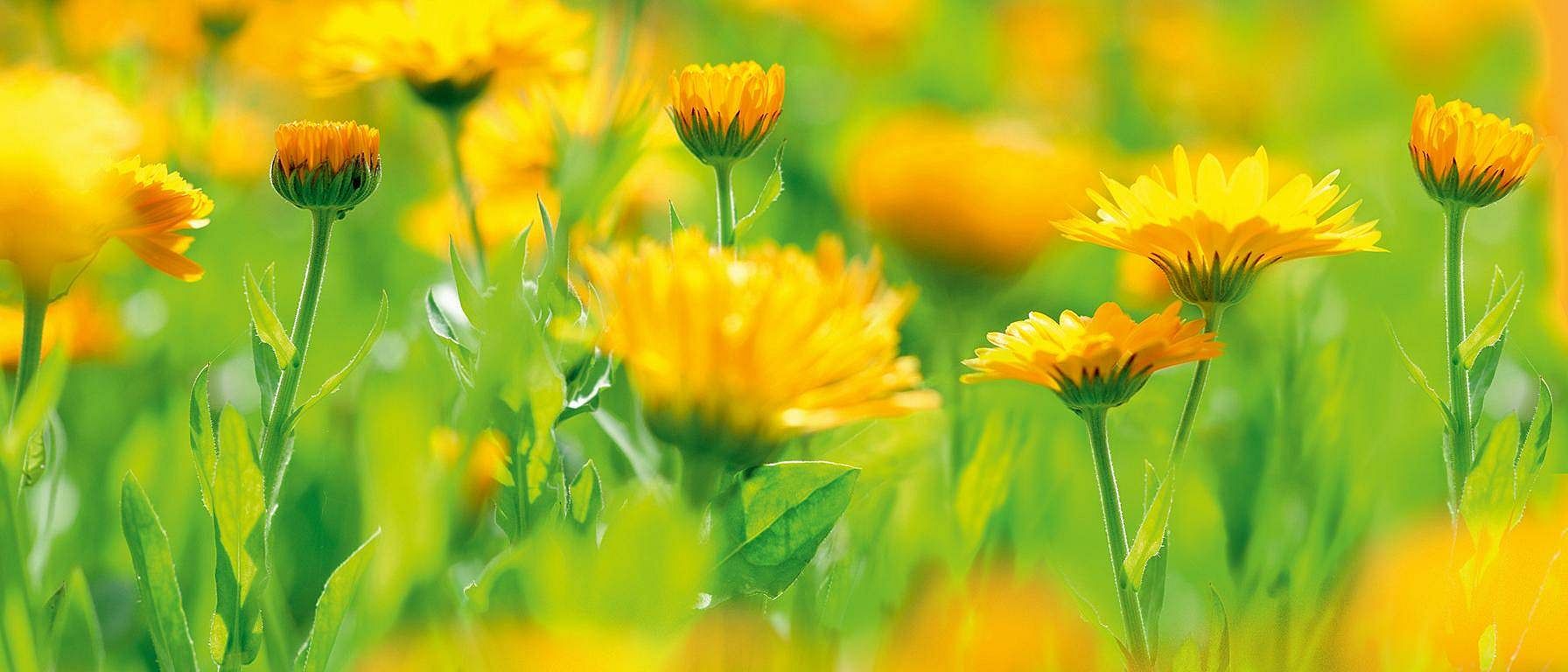 Calendula-blomster.