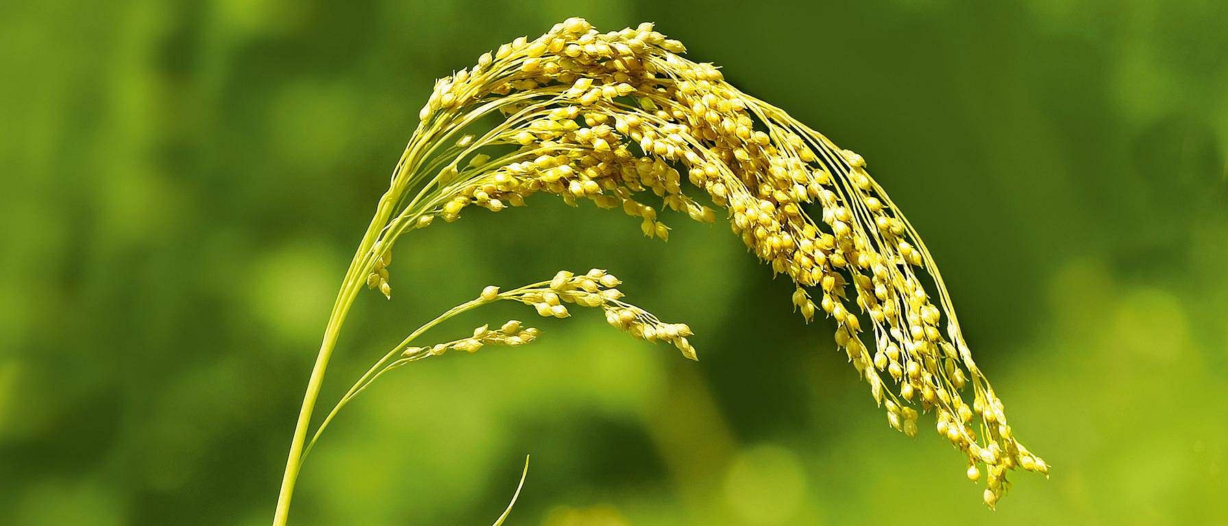 millet