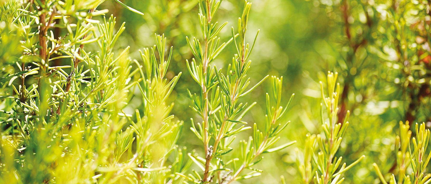 Rosemary