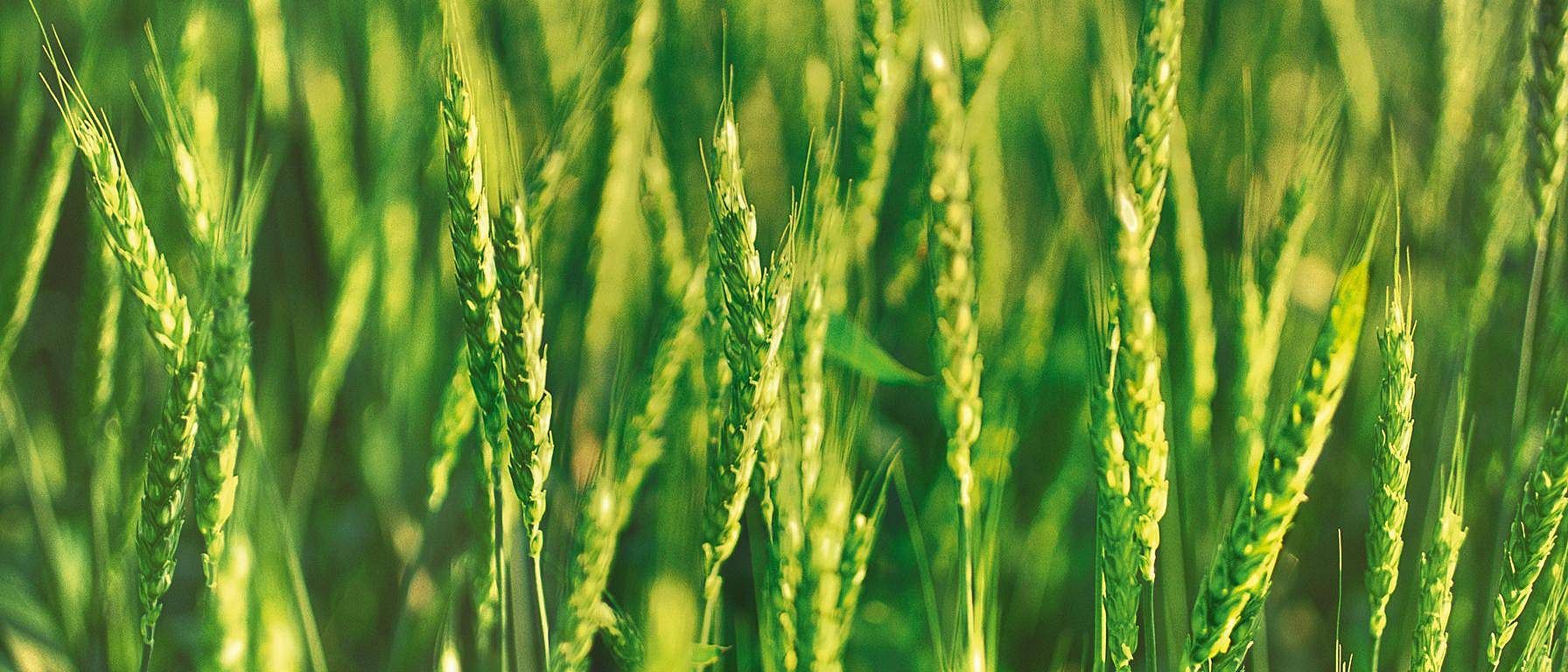 field of wheat