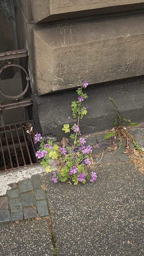 Blomst vokser ved en fortauskant med kum.