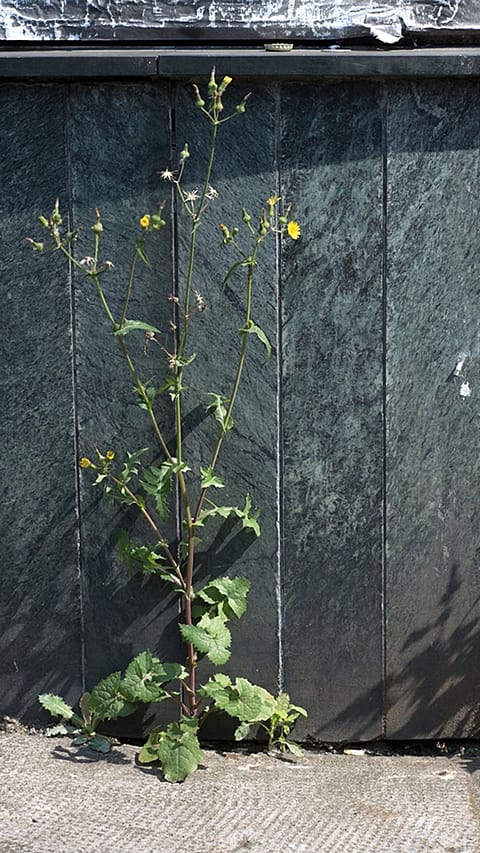 Blomst vokser fra en steinmur.