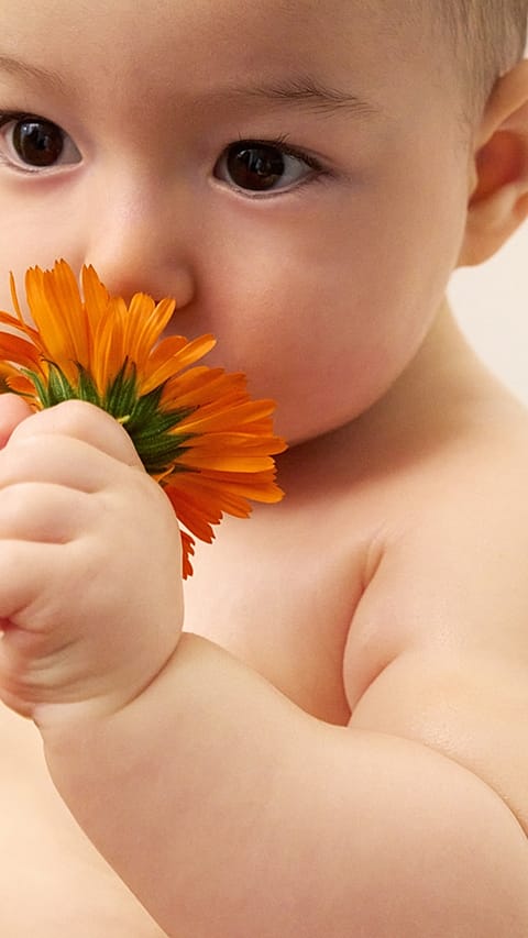 Baby lukter på blomst.