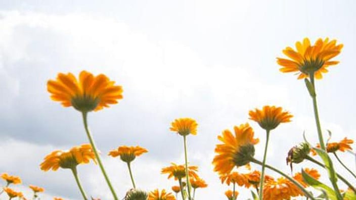 Calendula-åker.