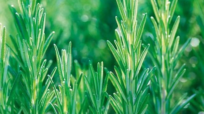 Rosmarinplante