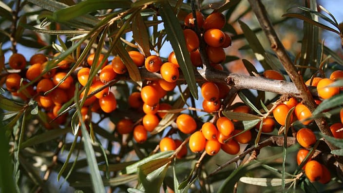 Tindvedplante.
