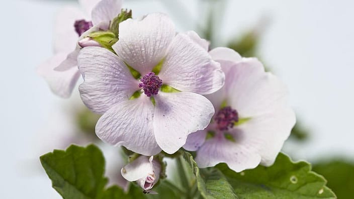 Hvit malva-blomst.