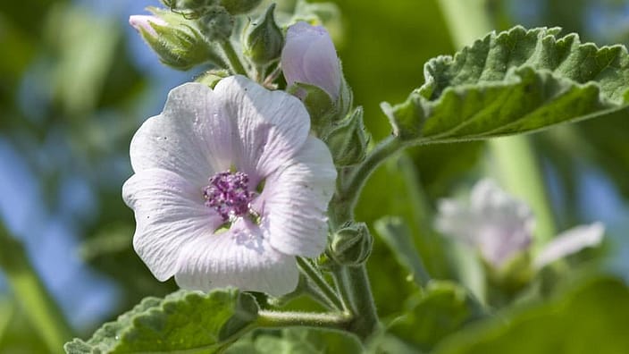 Hvit malva-blomst.