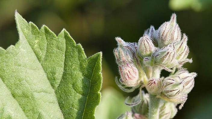 Hvit malva-blomst.