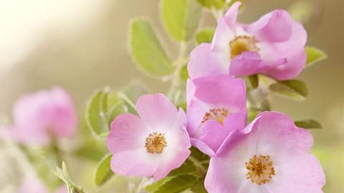 Nyperose-blomst.