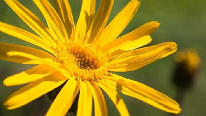 Arnika-blomster.