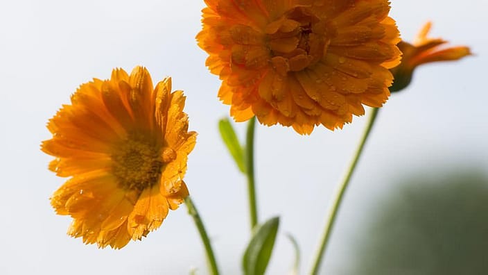 Calendula-blomster.