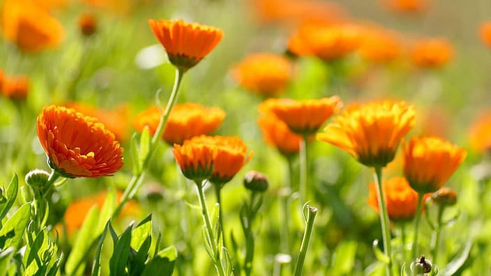 Calendula-blomster.