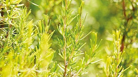 Rosmarinplante