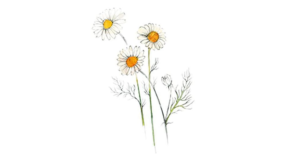 Chamomilla Recutita Flower Extract