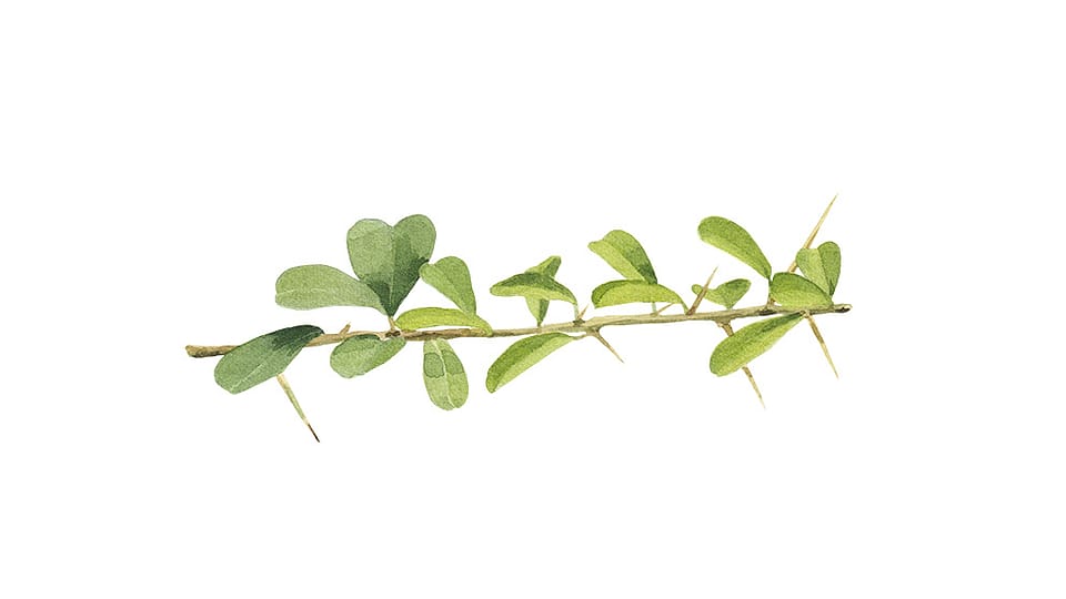 Maclura Cochinchinensis Leaf