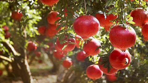 Pomegranate tree