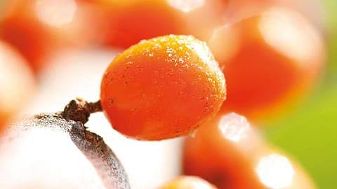 Sea Buckthorn