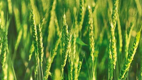 field of wheat