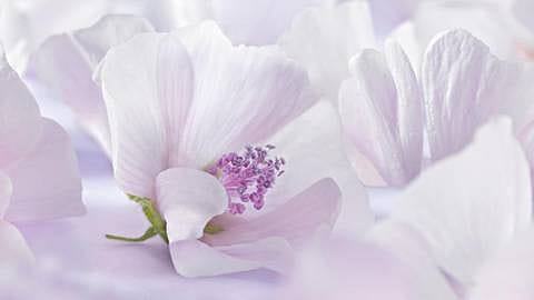 white mallow