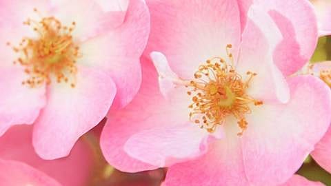 Wild Rose