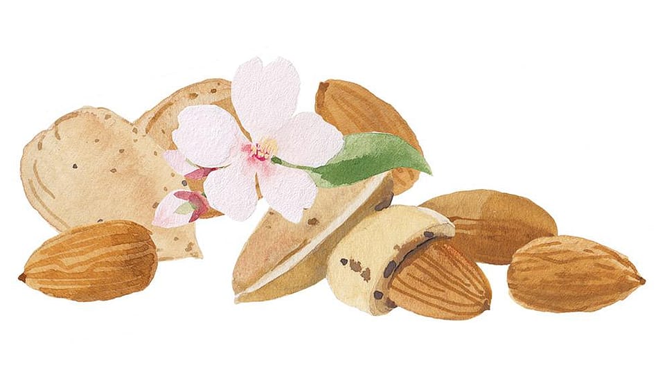 Prunus Amygdalus Dulcis Oil