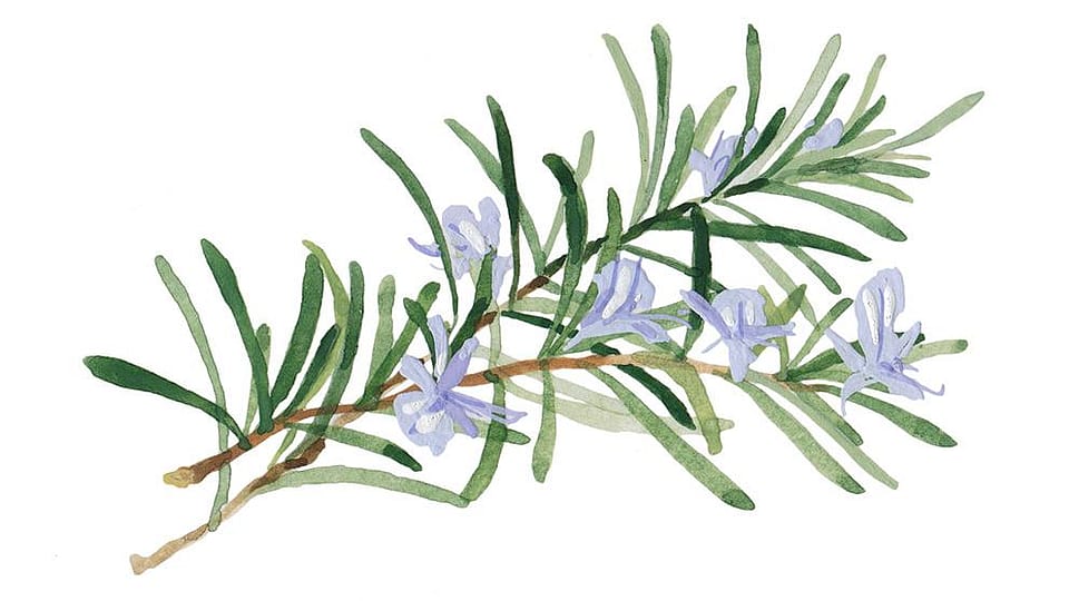 Rosmarinus Officinalis (Rosemary) Leaf Oil - Weleda